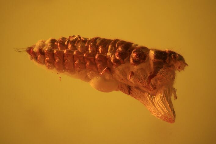 Fossil Beetle Larva (Coleoptera) In Baltic Amber #69223